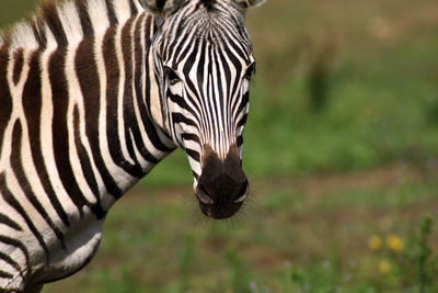 Close-up of a zebra