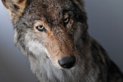 Close-up of wolf taxidermy