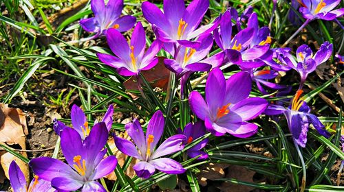 Close-up of purple flowers blooming in field