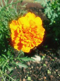 Close-up of marigold blooming outdoors