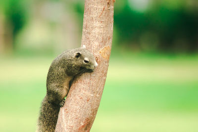 Close-up of squirrel on tree trunk