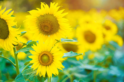 Close-up of yellow sunflower