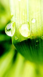 Macro shot of water drops on leaf