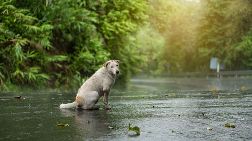 View of a dog in water