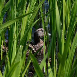 View of a bird on grass