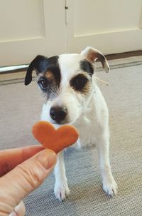 Portrait of a dog