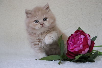 Close-up of kitten on white rose