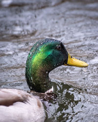 Close-up of mallard duck swimming in lake