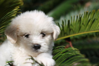 Close-up portrait of puppy