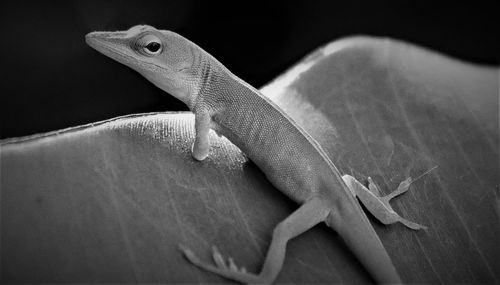 Close-up of lizard