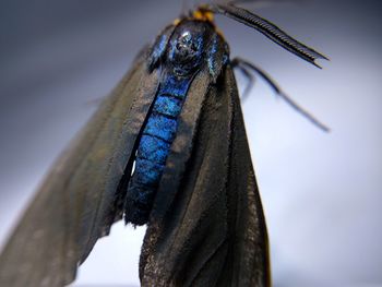 Close-up of insect perching on wood against sky