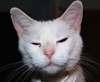 Close-up portrait of cat