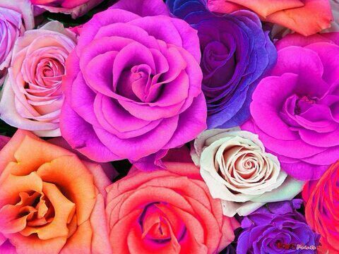 flower, rose - flower, petal, freshness, fragility, full frame, flower head, beauty in nature, rose, backgrounds, pink color, close-up, indoors, bouquet, nature, high angle view, multi colored, bunch of flowers, growth, softness