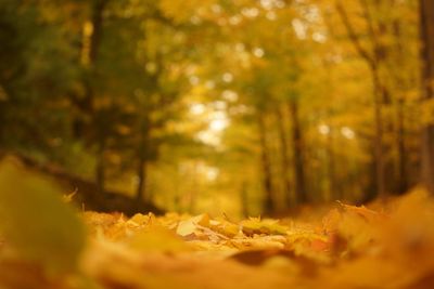 Close-up of trees in forest
