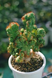 Close-up of succulent plant in pot