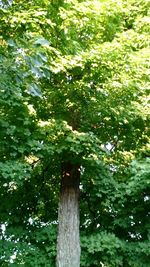 Low angle view of trees in forest