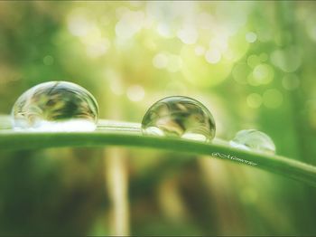 Close-up of water drop on grass