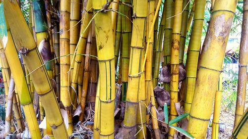 Panoramic shot of bamboo on tree