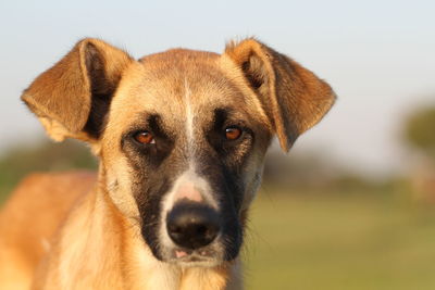 Close-up portrait of dog looking at camera