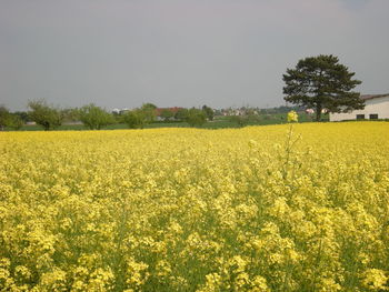 Scenic view of oilseed rape field against sky