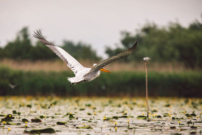 Pelican flying over lake