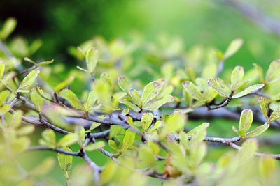 Close-up of insect on plant