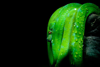 Close-up of lizard on leaf against black background