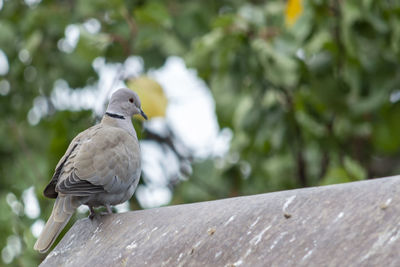 Close-up of pigeon perching on railing against wall