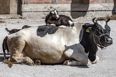 Cow and goat relaxing on field