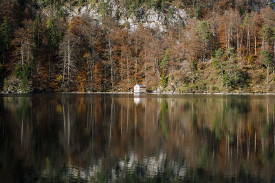 Reflection of trees on water