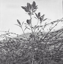 Close-up of plants against sky