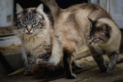 Close-up portrait of cats