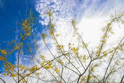 Low angle view of flowering plant against blue sky