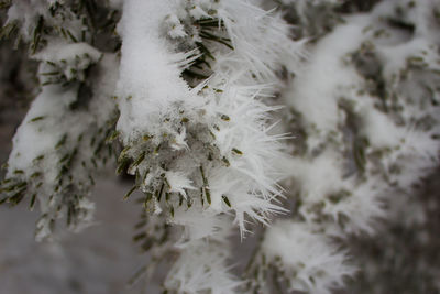 Close-up of frozen plant