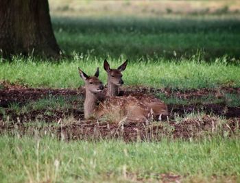 Portrait of deer sitting on grass