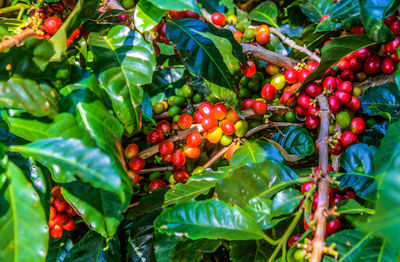 Close-up of red berries growing on tree