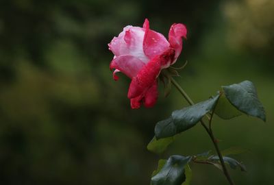 Close-up of pink rose