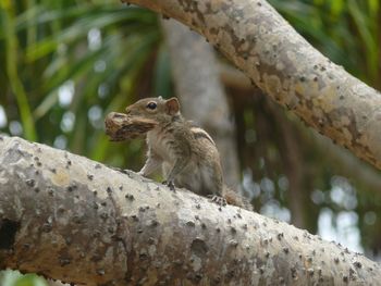 Close-up of squirrel on tree trunk