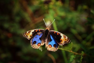 Butterfly on plant