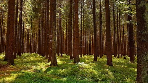 Pine trees in forest