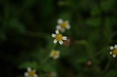 Close-up of white flowering plant