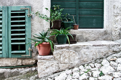 Potted plants against wall of building