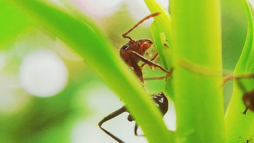 Close-up of insect on leaf