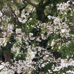 White flowers blooming on tree