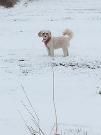 Dog standing on snow covered land