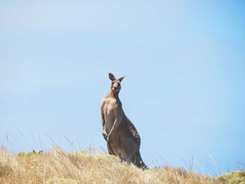 Kangaroo watching