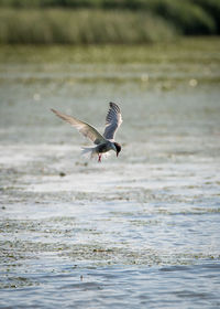 Seagull flying over sea