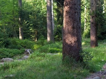 Trees growing in forest