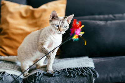 Portrait of cat on sofa