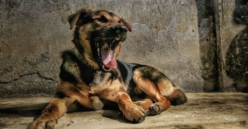 Close-up of dog relaxing outdoors